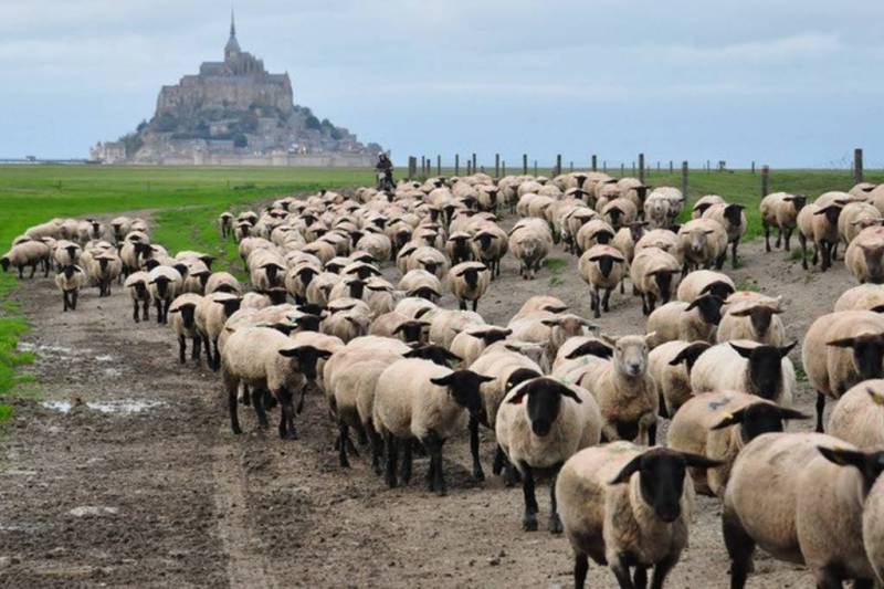 MONT SAINT MICHEL Maison individuelle