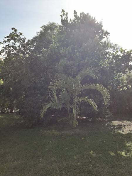 Bubgalow dans un ecrin de verdure tropicale